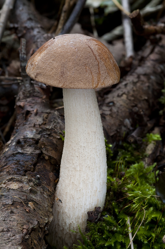 Leccinum brunneogriseolum